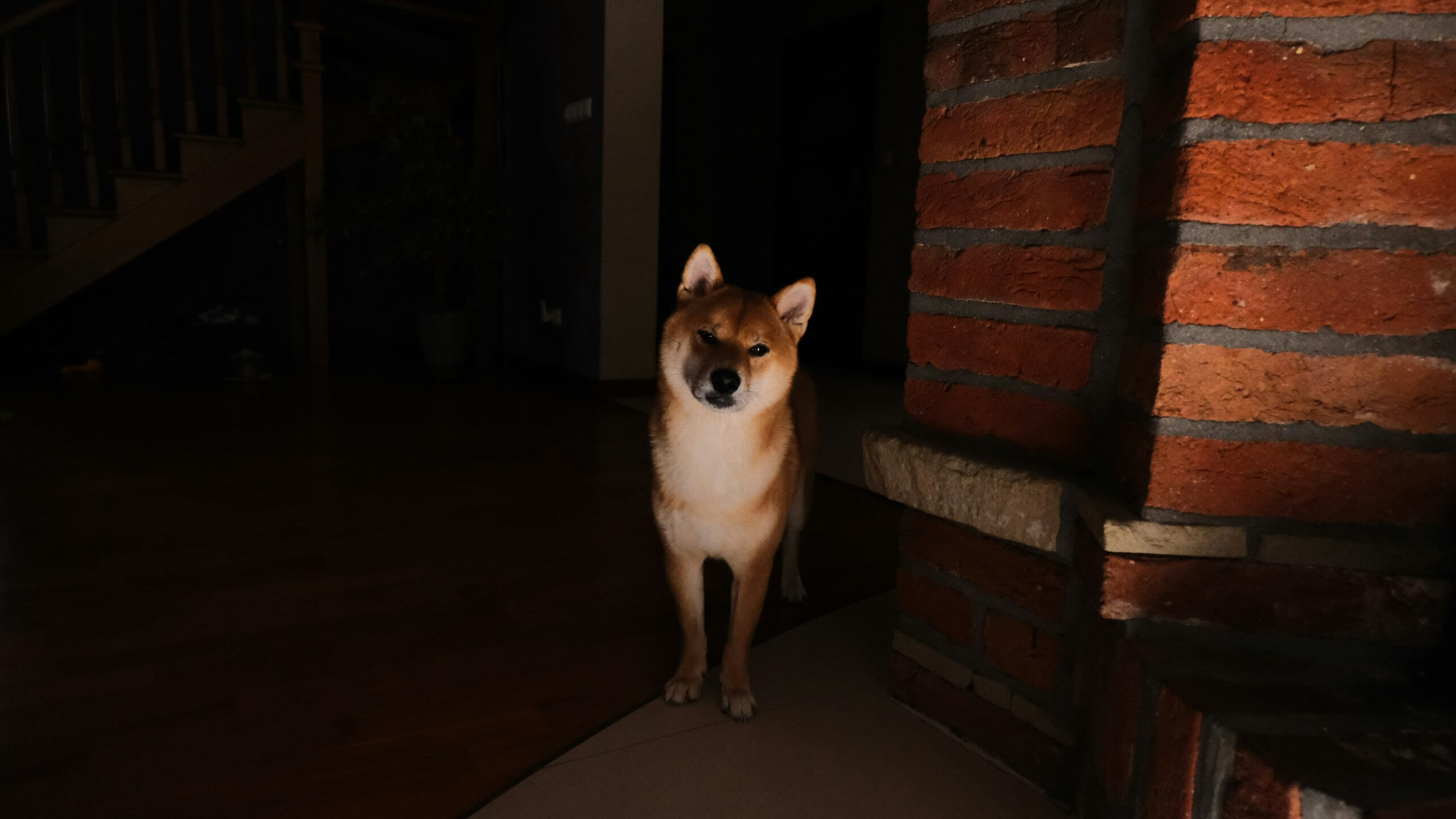 Pies rasy akita groźny – zdjęcie do strony Fajny Piesek