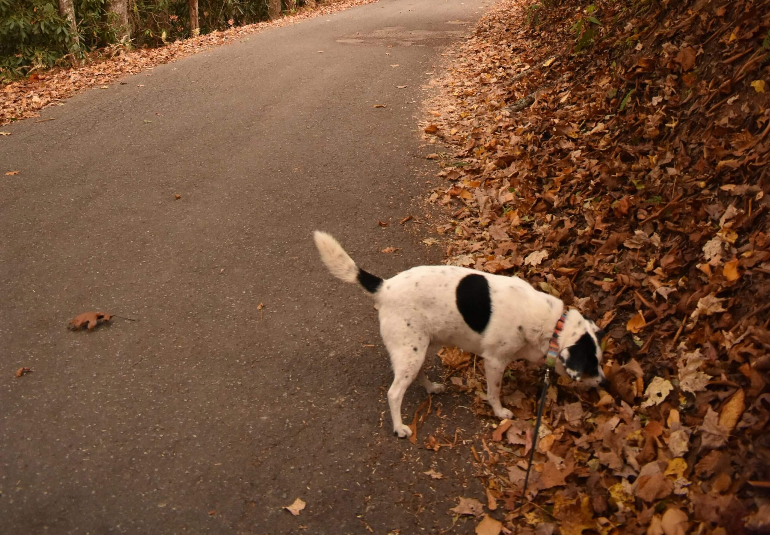 Pies w typie teriera slowdogging – zdjęcie do strony Fajny Piesek