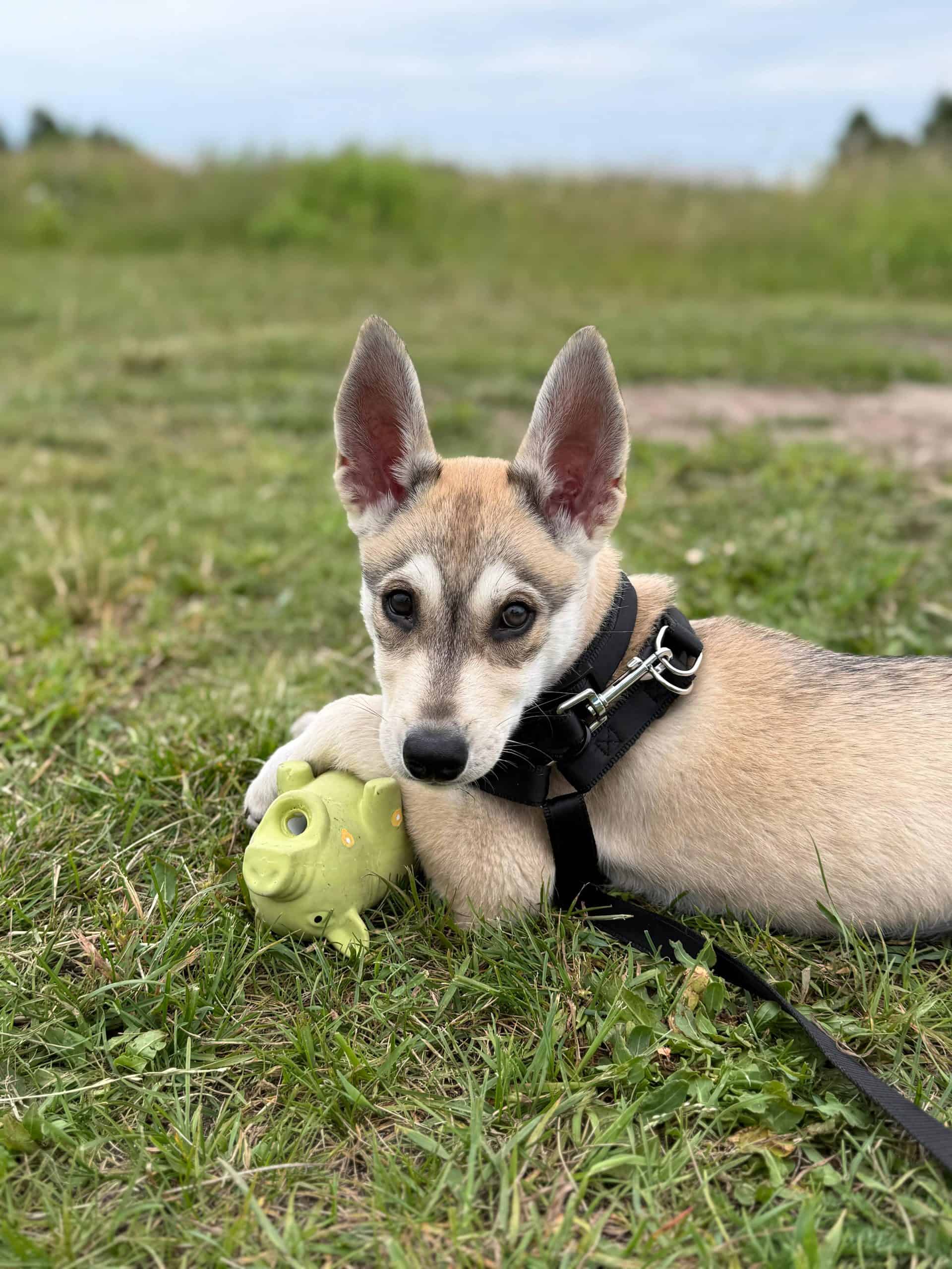 Pies w typie pierwotnym bawi się piłką – zdjęcie psa lub sytuacji z życia z psami