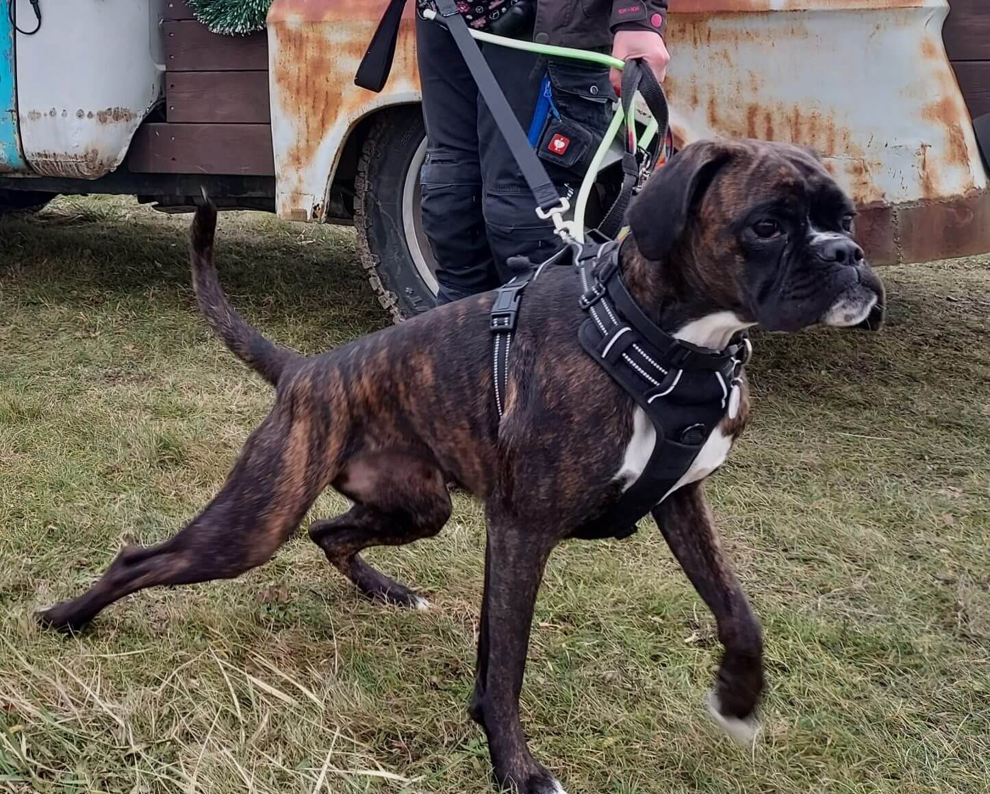 Reaktywny pies rasy bokser – zdjęcie psa lub sytuacji z życia z psami