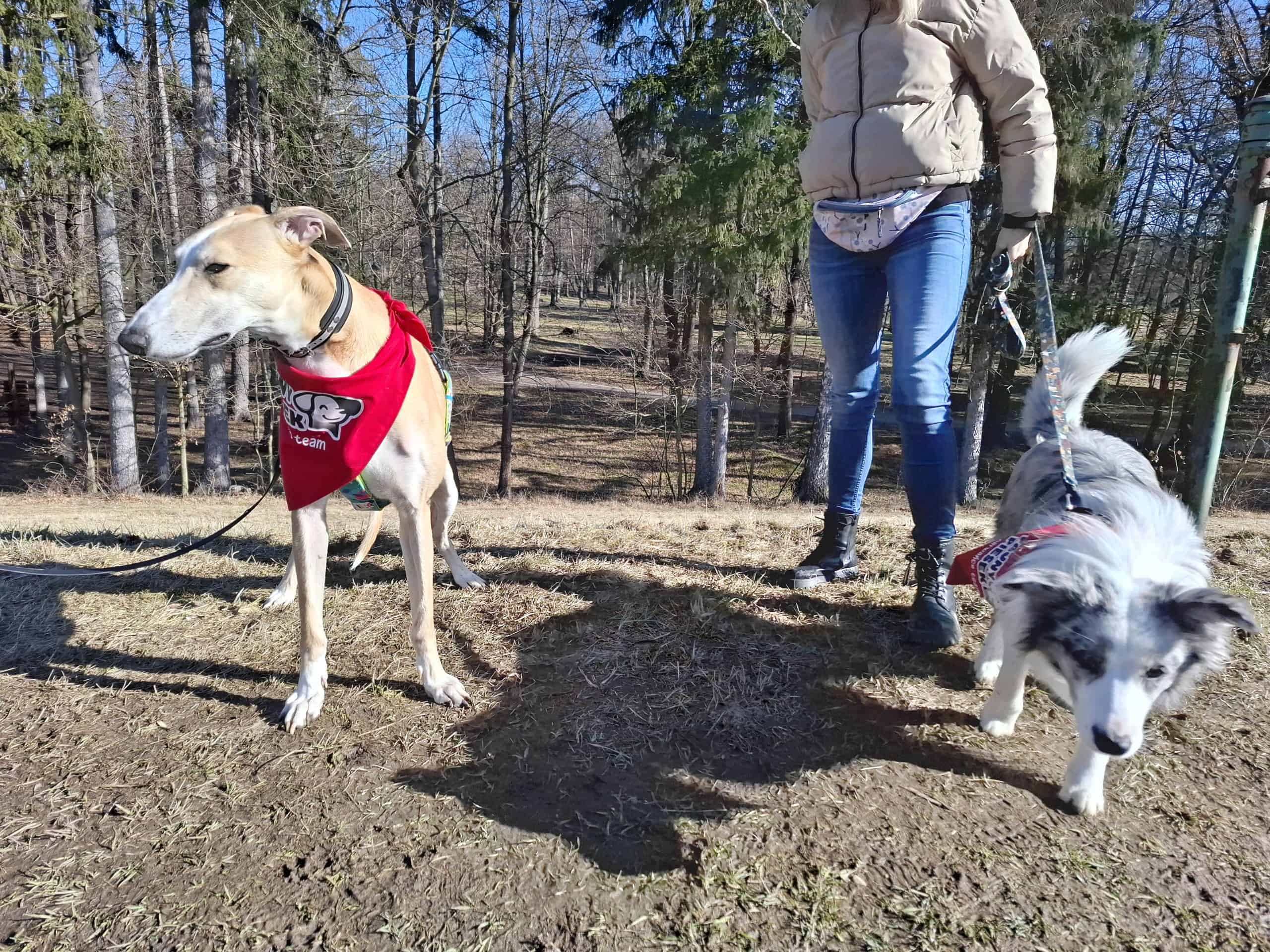 Zajęcia grupowe psy reaktywne – zdjęcie psa lub sytuacji z życia z psami