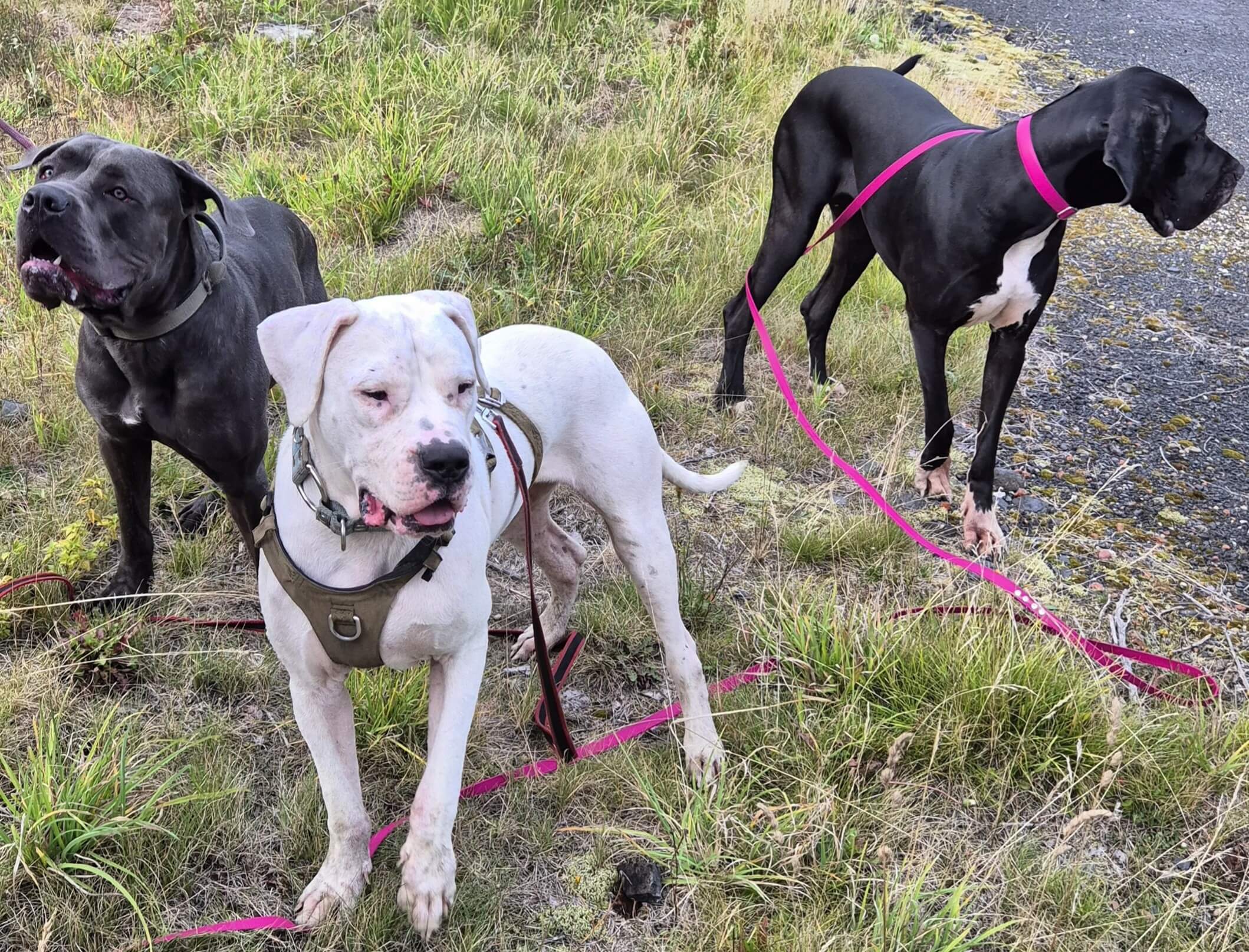 Spacer socjalizacyjny dla psów Jelenia Góra i Góry Izerskie