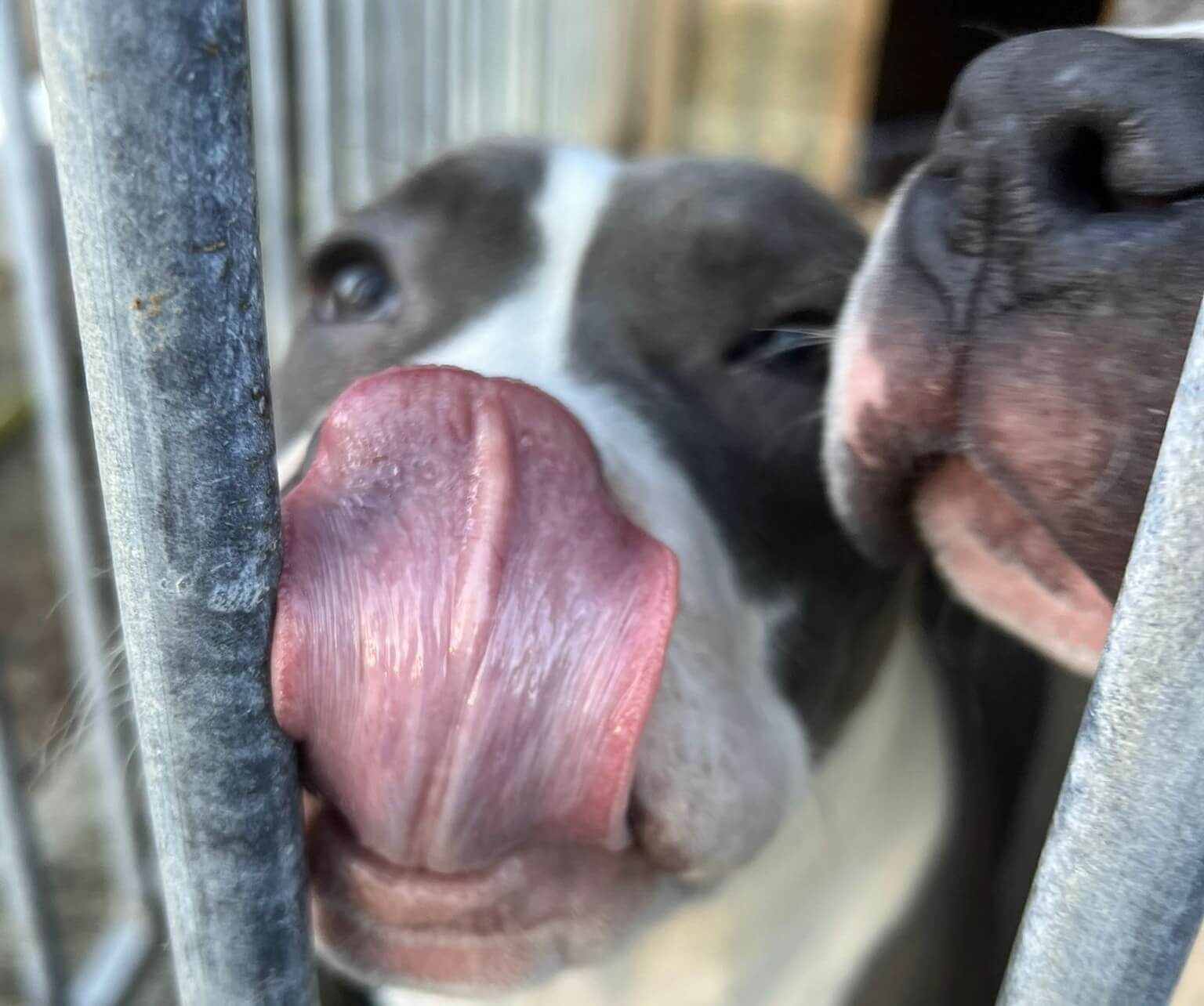 Dlaczego pies liże człowieka po twarzy