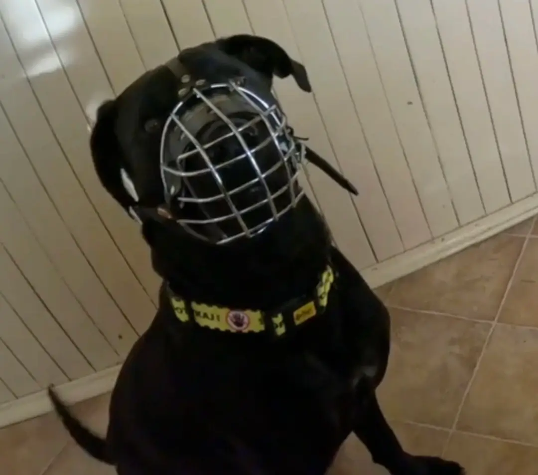 Ten cane corso z okolic Jeleniej Góry miał zostać uśpiony