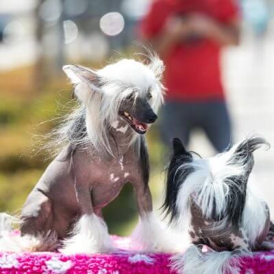 Grzywacze chińskie na zajęciach grupowych dla małych psów