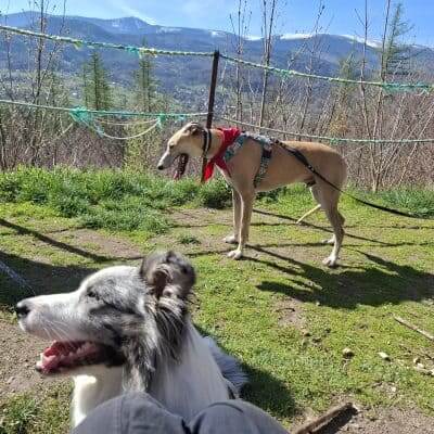 Border collie chart polski zajęcia grupowe – zdjęcie psa lub sytuacji z życia z psami